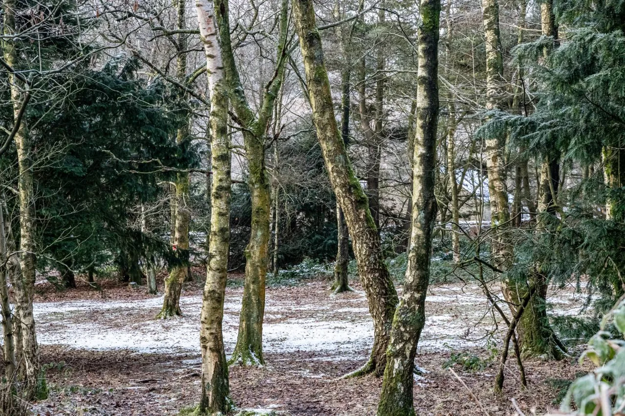 Moss-covered birch trunks and dark evergreens stand over a woodland floor dusted with snow and fallen leaves